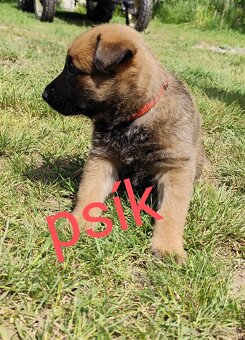 Belgický ovčiak Malinois / Nemecký ovčiak - 10