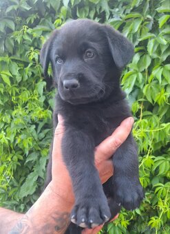 Šteniatka labrador x NO - 10