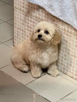 Maltipoo beige - 10