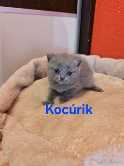 Škótske mačiatka - 10