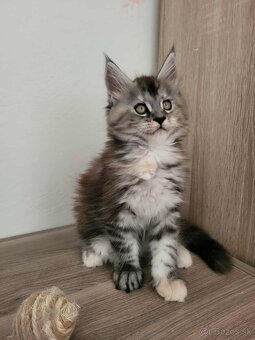 Mačička Maine Coon - 10