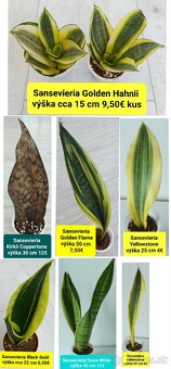 Izbové rastliny - 10