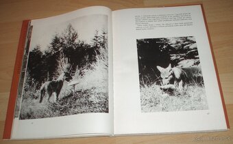 Osamělá vlčice - 10