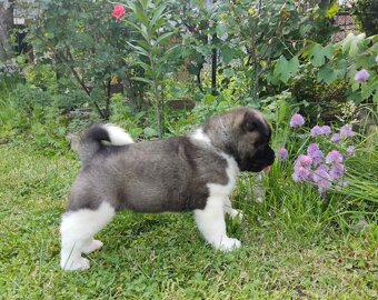 Americká Akita - American Akita - 10