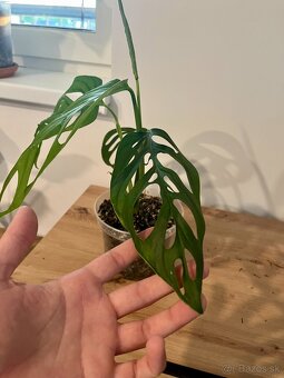 Monstera thai, Monstera albo, Monstera esqueleto - 10