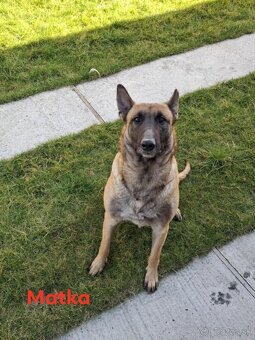 Belgický ovčiak malinois šteniatka - 10