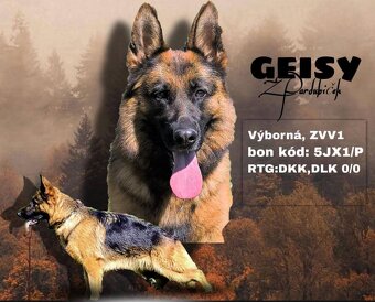 Německý ovčák štěňata - 10