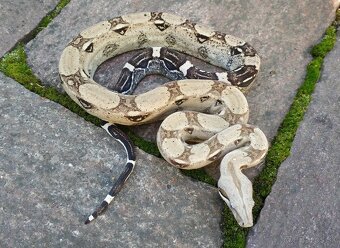 Boa imperator - Hypo RLT het VPI, Ghost het VPI, VPI Sunglow - 10