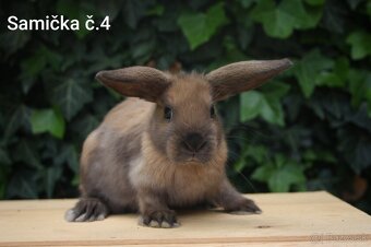 Zdrobnené barančeky na maznáčika aj králičí hop - 10