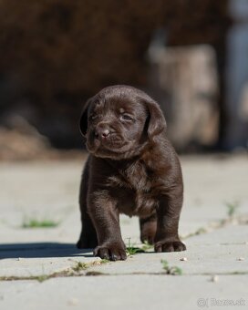 Labrador retriever s PP,  Labradorsky retriever - 10
