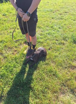 vycvik s ubytovanim, hotel pre psov - 10