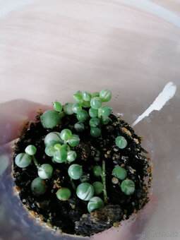 Izbové rastliny / kvety - 10