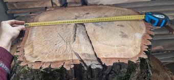 Dubové priečne rezy na stoly - 10