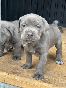 Cane corso krytie - 10