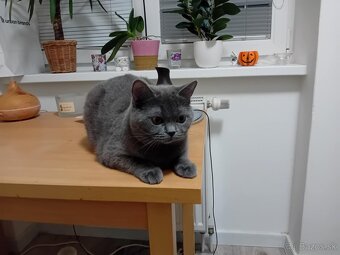 Britska modrá a skotska klapoucha - 10