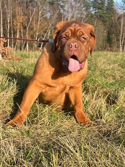 Bordeauxská doga s PP pes - 10