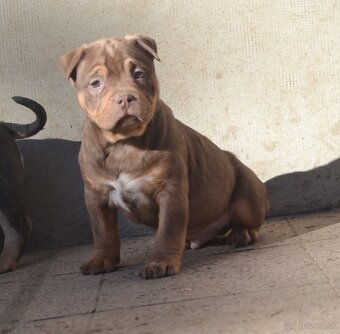American bully pocket / shar pei (odber 14.11) - 10