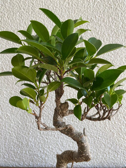 Fikus Ficus Retusa bonsaj1 - 10