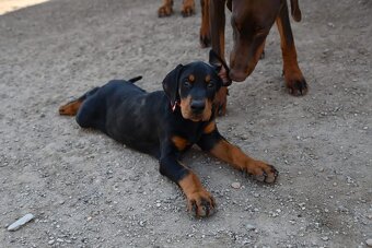 Doberman - 10