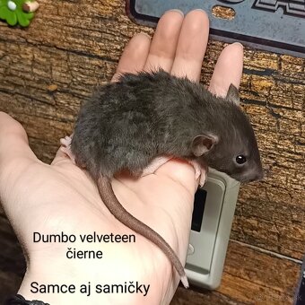 ❤ Dumbo, velveteen potkaníky - 10