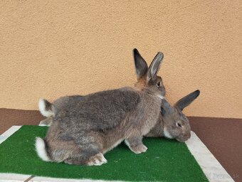 VIDENSKY.  DIVO. MODRY - 10