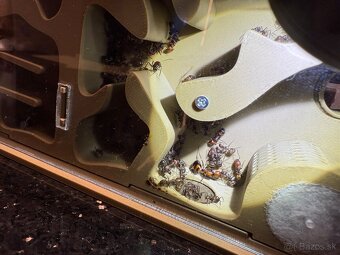 🐜 Predám formikárium + kolóniu Camponotus nicobarensis (krá - 10