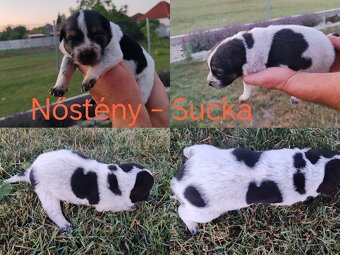 Australsky dobytkársky pes Cattle dog - 10
