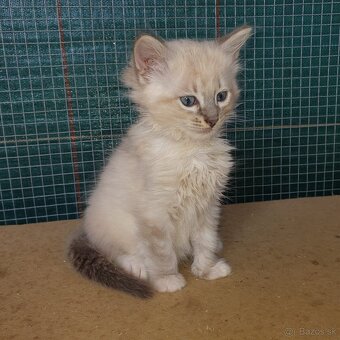 Ponukam maciatko ragdoll - 10