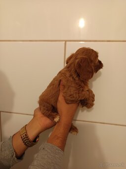 Cavapoo - 10