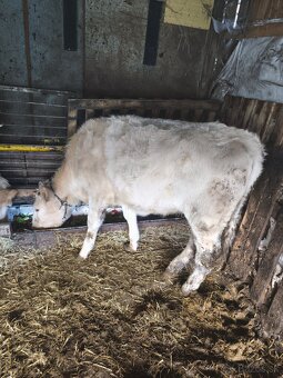 Predám jalovice - 10