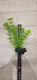 Filter a dekorácia do akvária - 10