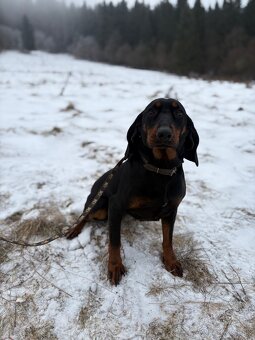 Tatranský durič x Slovenský kopov - 10