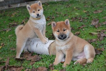 Shiba inu  s PP  /FCI / - 10