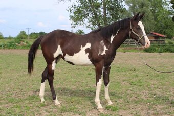 Pripúšťanie American Quarter Horse - 10