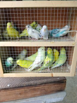 Andulky, zebričky, neofémy - 10