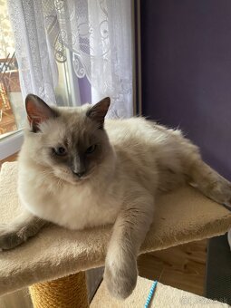 Ragdoll na krytie - 10