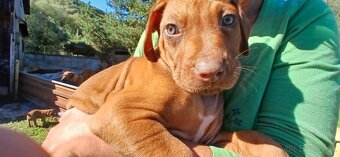 Rhodesian ridgeback - 10