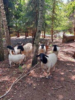 Holandska mini koza a baran Quessant - 10