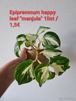 Monstera thai constellation - 10