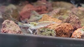 Krevetky Caridina Multidentata (Amano, Japonica) - 10