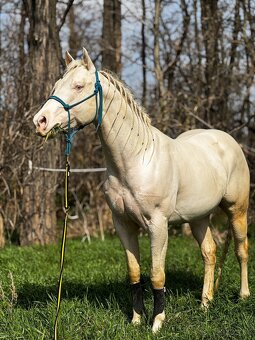 Pripúšťanie cremello žrebcom AQH - 10