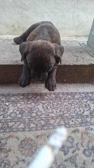 Predám Cane Corso Šteniatka - 10