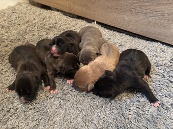 Americký stafordsirsky terier, Stafford, amstaf - 10