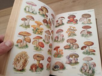 Prírodní léčba a domáci lekár I.+II. 1923 - 10