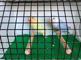 Agapornis fischeri - 10