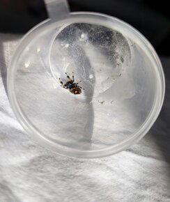 Phidippus regius „Everglades“ (Skákavka kráľovská) - 10