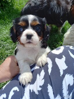 Cavalier king charles španiel - 10