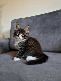 Mainska myvalia s PP - 10