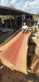 Platanove drevo. - 10