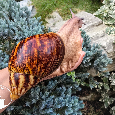Africké slimáky Archachatina marginata ovum XXL / terárium - 10